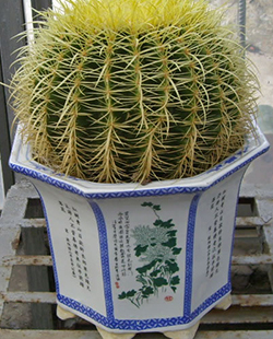 金琥（中（zhōng））